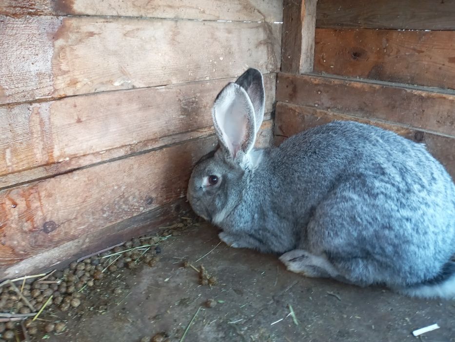 Продам крола хороший