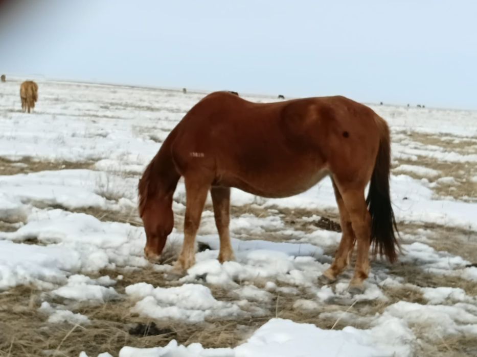 Продам лошадей жеребых