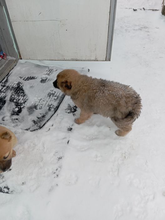 Дарю щенков в добрые руки