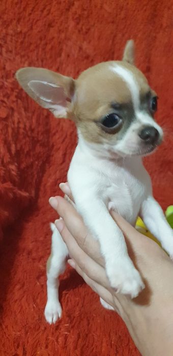 Щенок чихуахуа мальчик