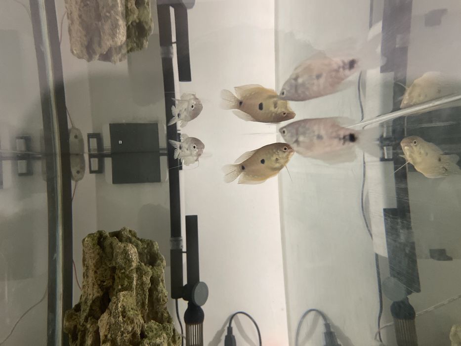 Гурами Рыбки здоровые