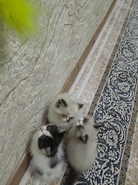 Катенок два месяц