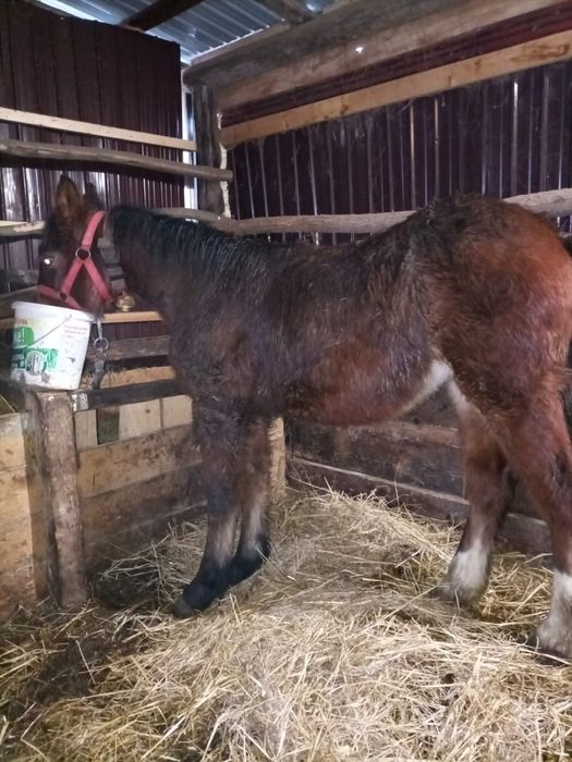 Vand Manz 6 pe 7 luni