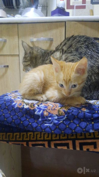 Котята домашние бесплатно