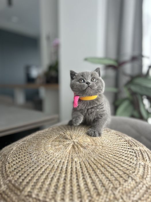 British shorthair, asiguram transport