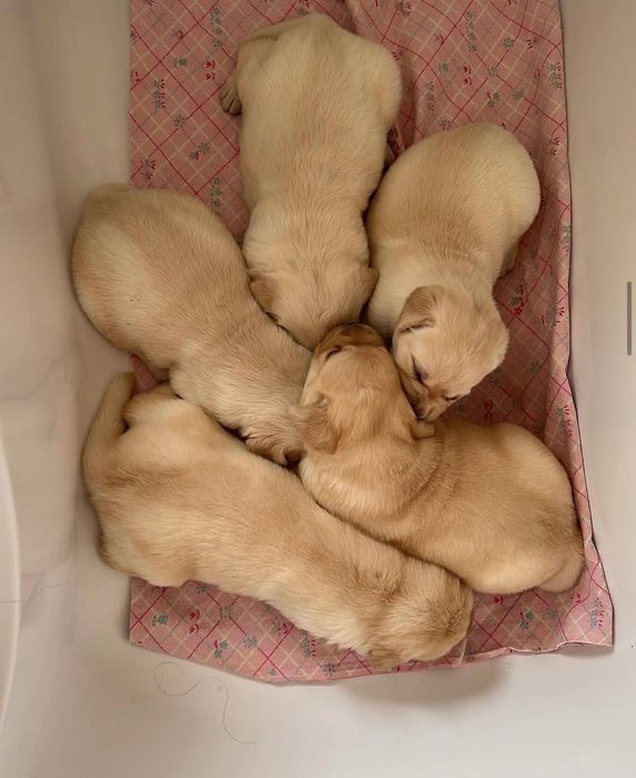 Щеночки Лабрадора-Ретривера