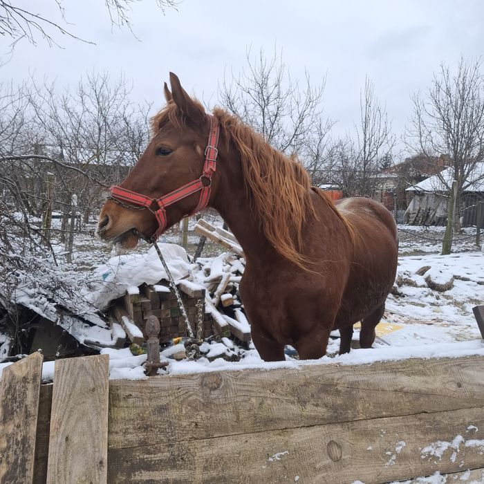 Vând iapa sau schimb
