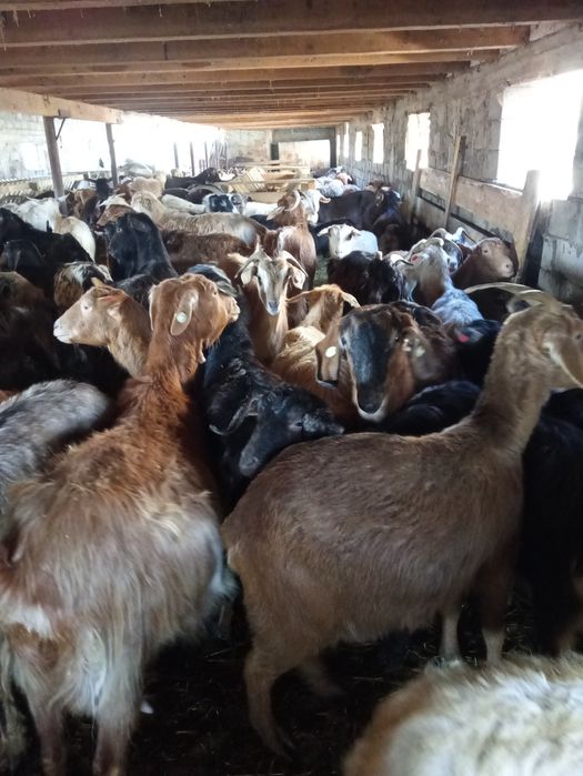 Vând 200 de capre