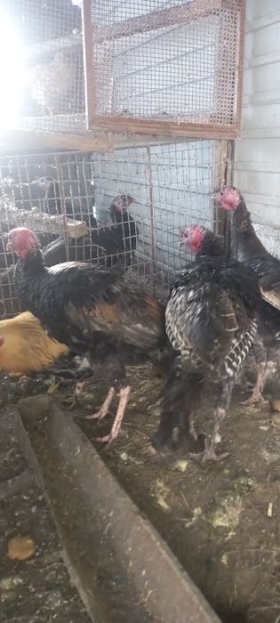 Индюки Самцы 8 месяцев