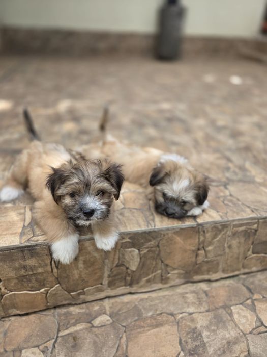 Căței Shih Tzu  de vânzare