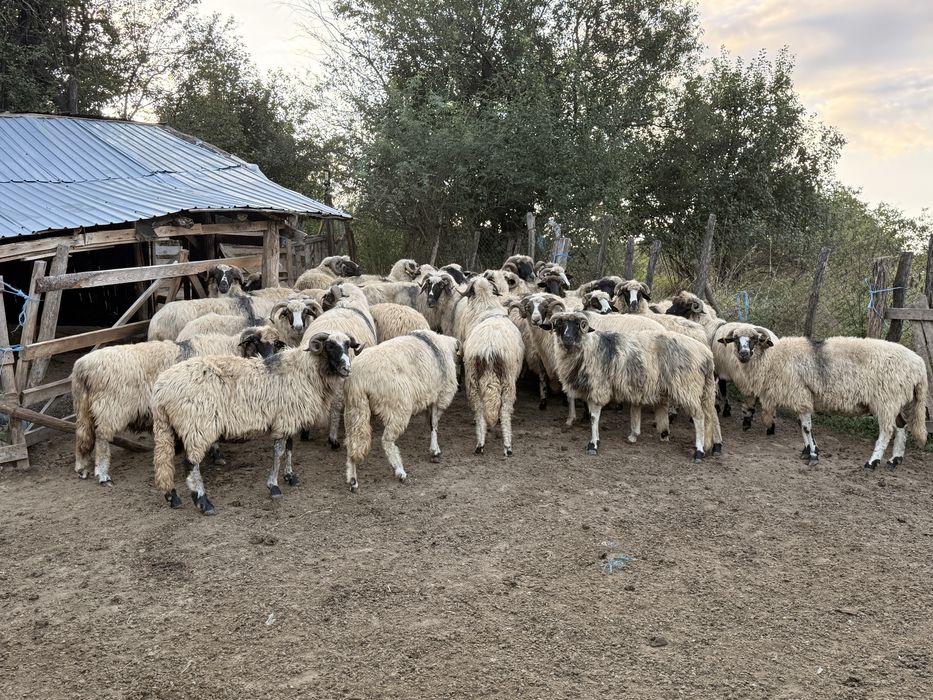 Vand 30 de oi breze si 4 berbeci