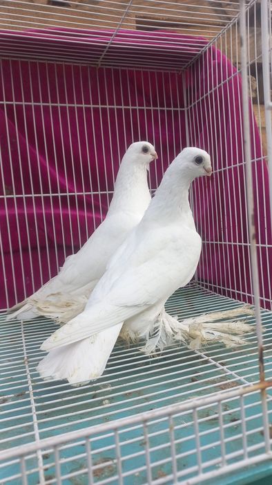 Голуби Павлодара