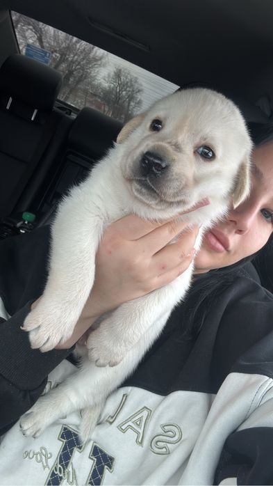 Продам денков лабрадора