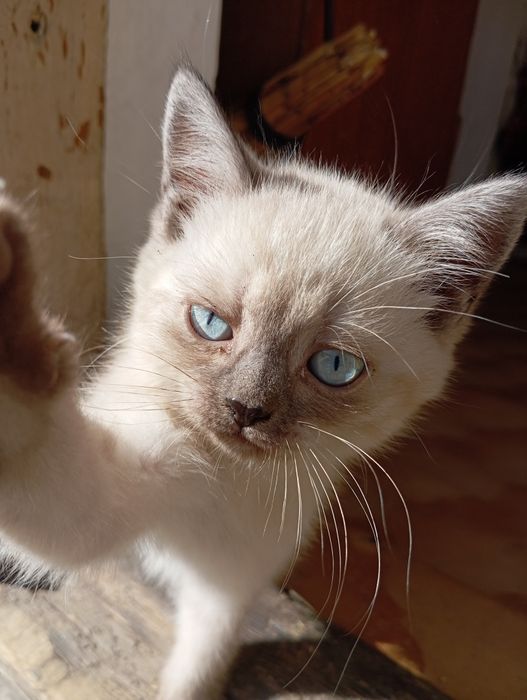 Котята от кошки-мышеловки