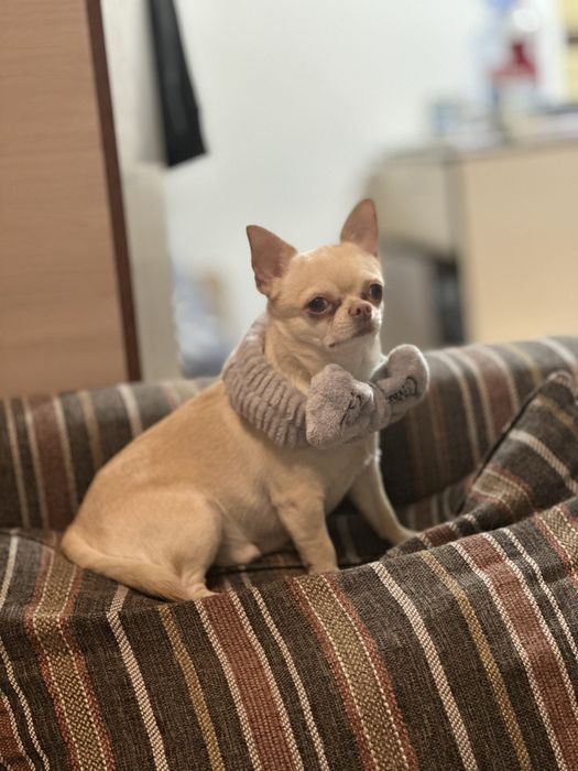 Шикарные щенки чихуахуа