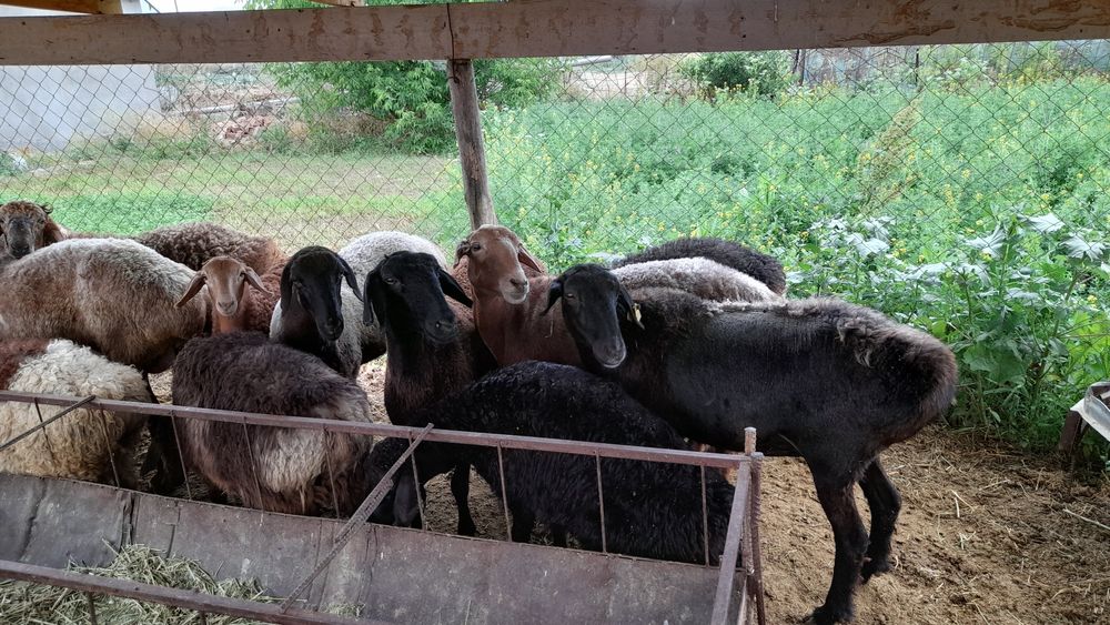 Семіз қой,қозы,тоқты