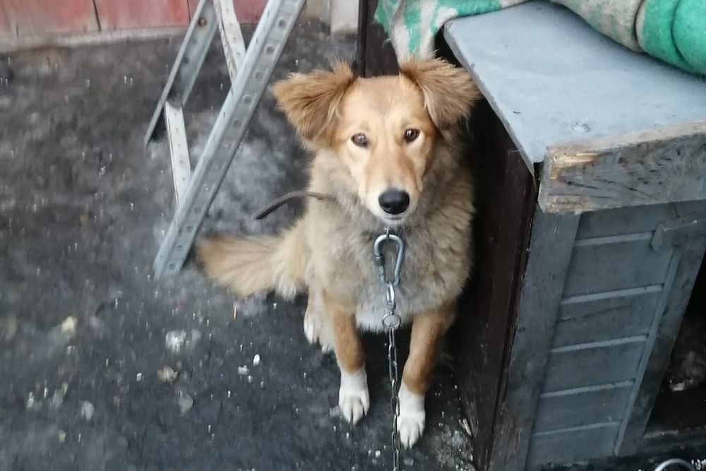 Стерилизованная собачка ищет дом