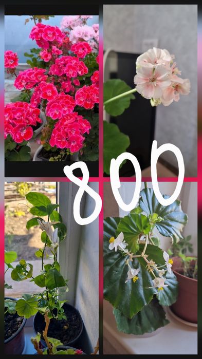 Растения, цветы,саженцы