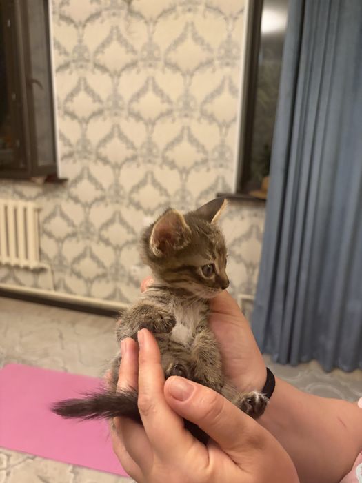 Котенок ищет себе родителей