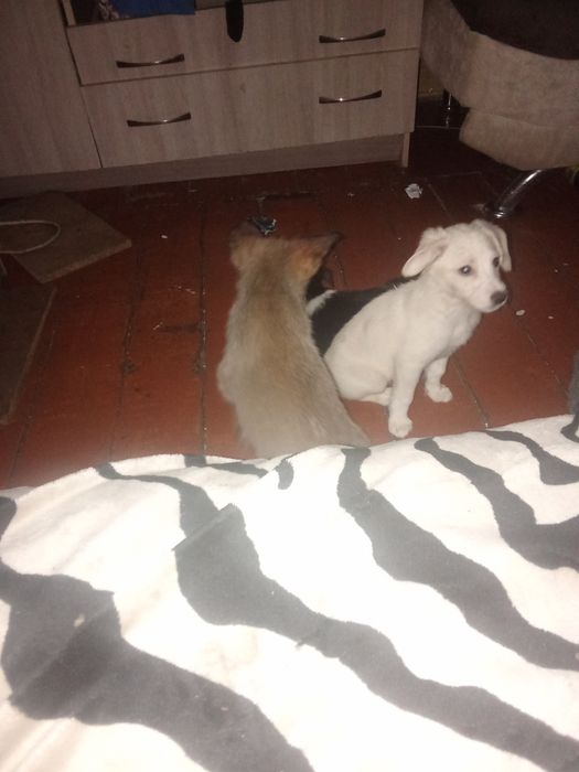Очень красивая девочка метис самоеда