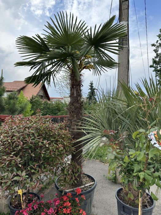 Maslin ,palmieri ,copaci ,plante ornamentale
