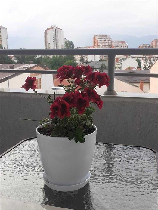 Дава се под наем Тристаен апартамент в Пловдив, Младежки Хълм - 85 кв.м за 367.2 € - Снимка #5