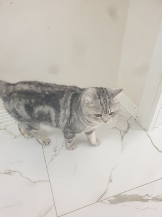 кошка парода британский