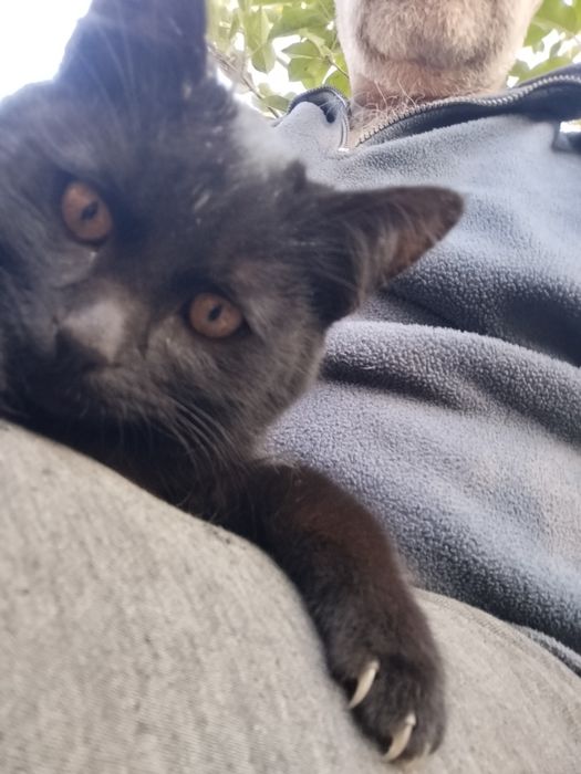 Молодая   чёрная кошечка