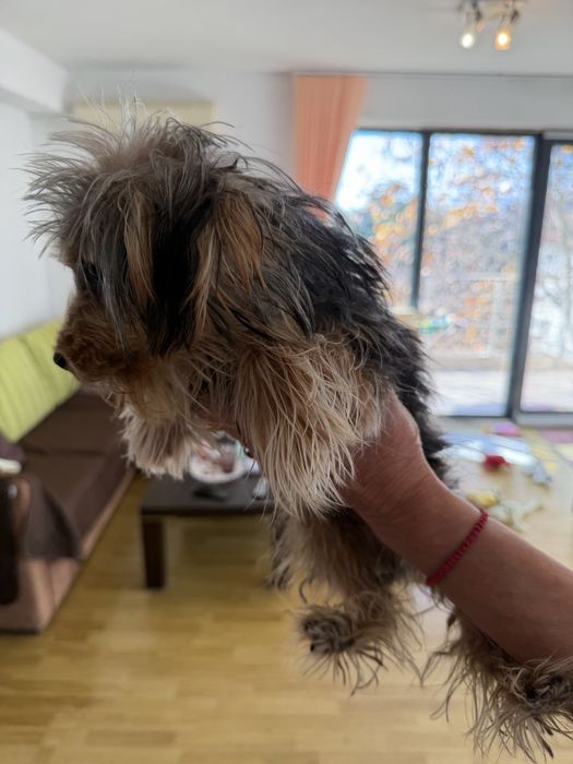 Продава се: Йоркшир Тоти на 7 месеца