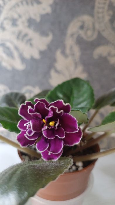 Продам Фиалки в ассортименте