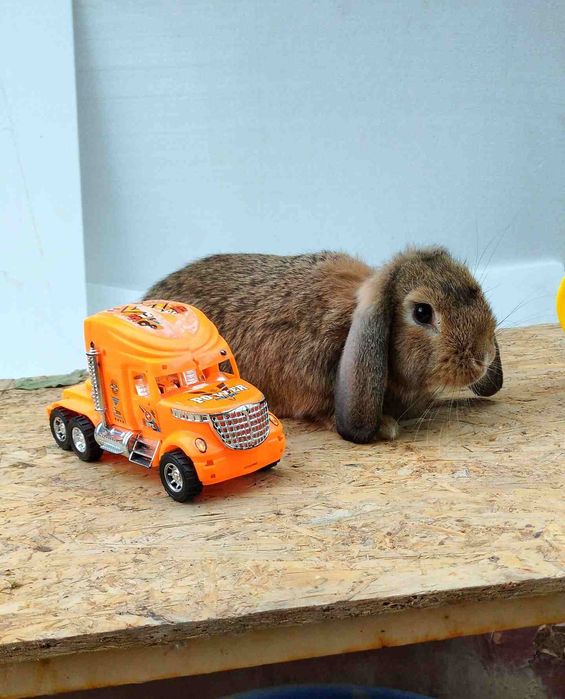 Карликовый Баран.мишка.Karlik Baran dekoratavniy mishka