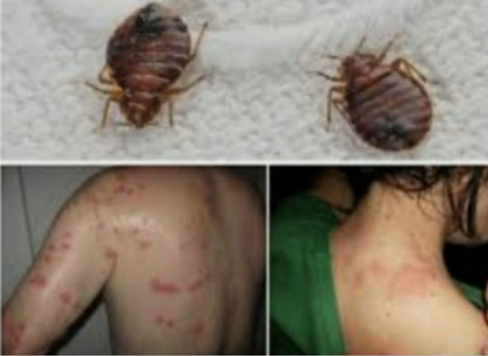 Dezinfeksiya dezinseksiya deratizatsiya xizmati 24/7