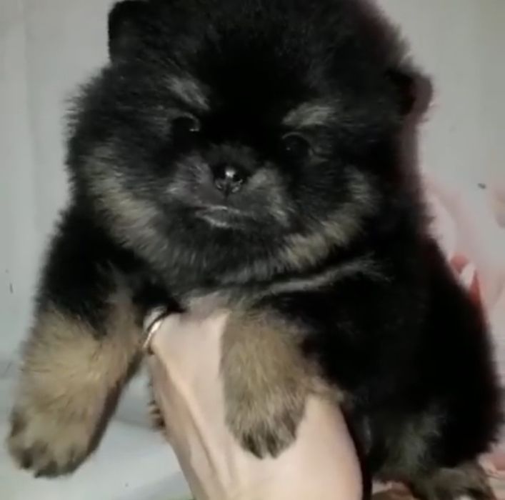 Миник шпиц, мальчик