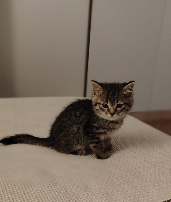 Отдам котика в добрые руки