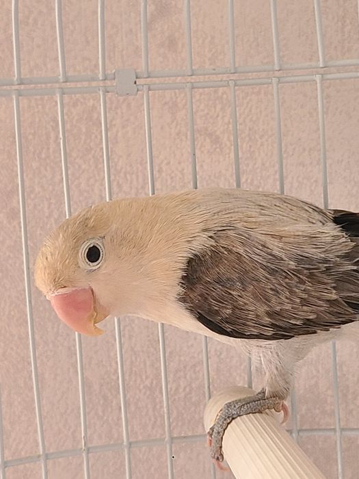 Папугай неразлучник,самка