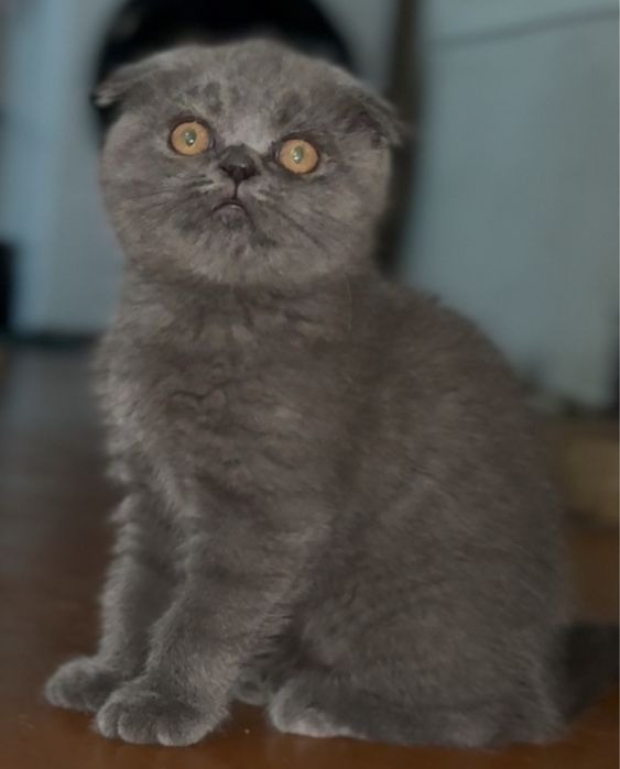Скоттиш фолд 2.5 месяц