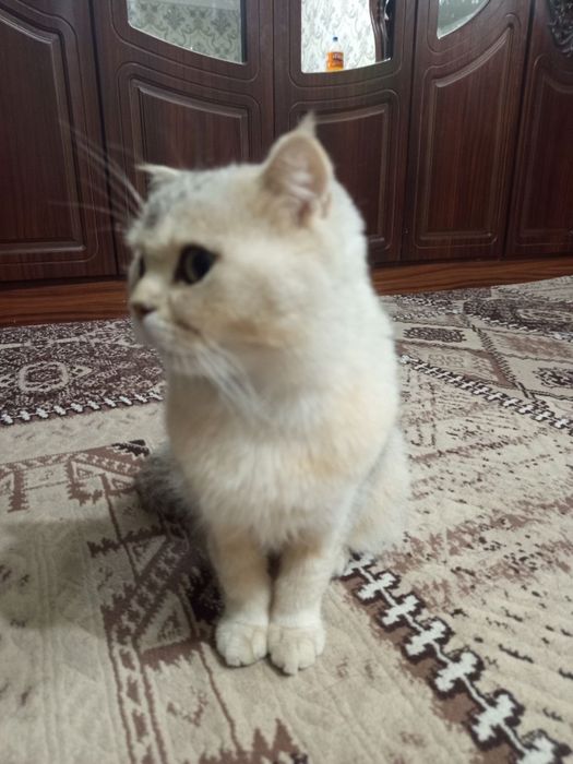 Mushu sotiladi qiz