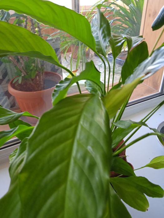 Продам комнатные цветы