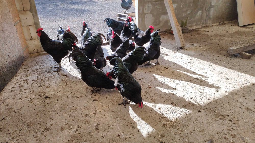 Vand  cocosi tineret Australorp negru mai 2025