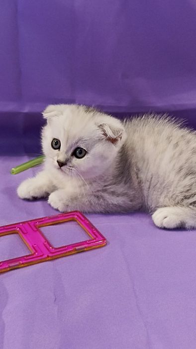 Scottish chinchila silver