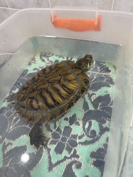 Черепаха красноухая