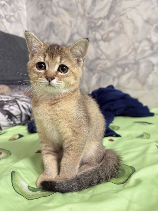 Котенок скотиш страйт