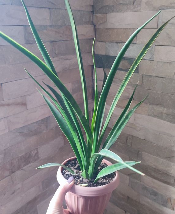 сансевиерии растения комнатные