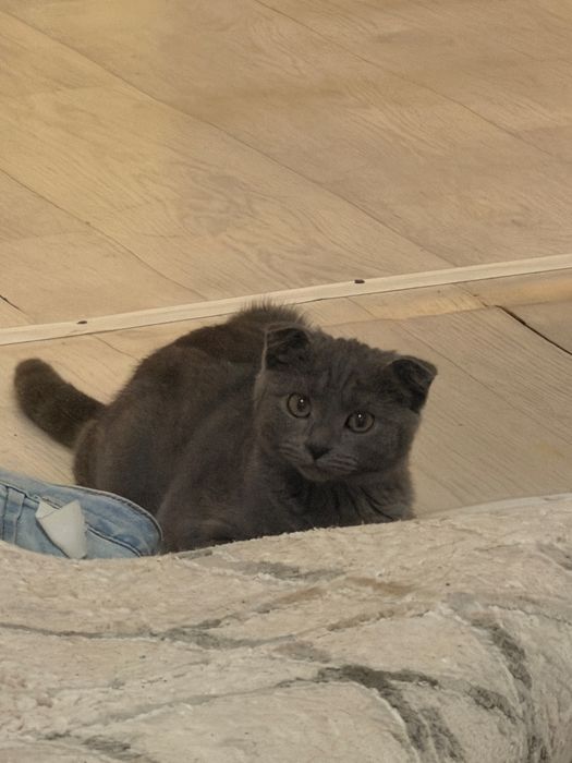 Кошка вислоухая Нами