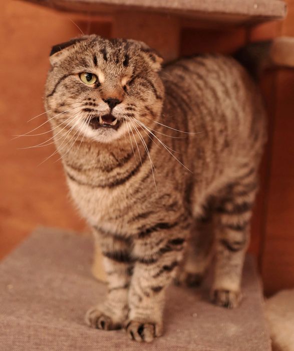 Кастрированный красавец