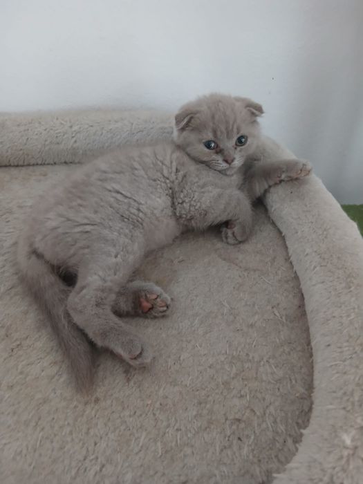 Pisici british shorthaire și scotish fold