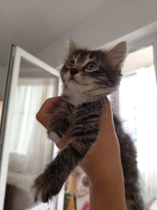 Котёнок в заботливые руки