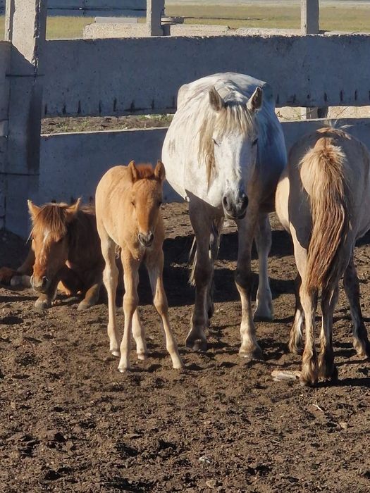 Продам 3 кобылы с жеребятами