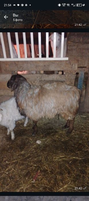 Продам доенные козы и кочкар