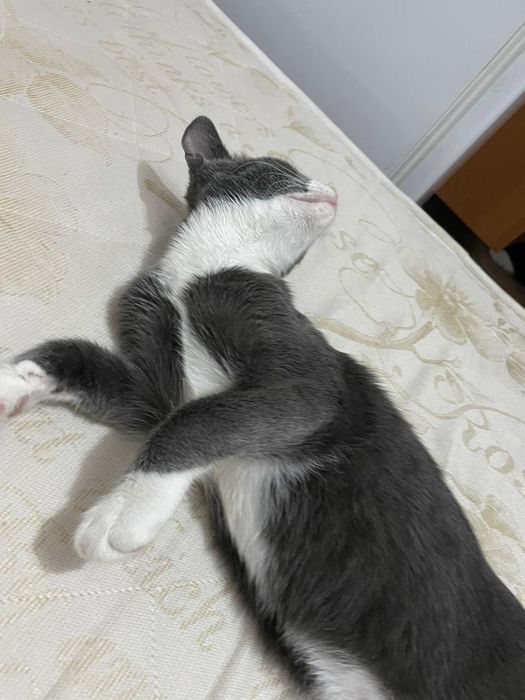 Отдам кота в хорошие руки